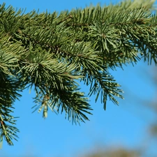 twig, blue, Sky, spruce