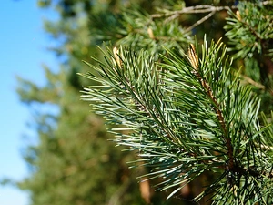 Sky, conifer, twig