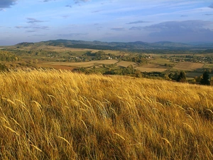 Sky, corn, Upland