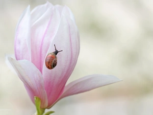 snail, Pink, Magnolia