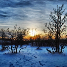 east, Bush, snow, sun