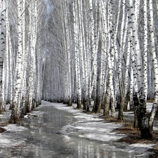 forest, melting, snow, birch