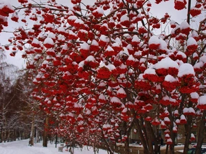 snow, Fruits, rowan