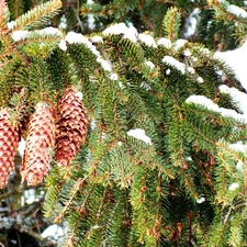 Twigs, cones, snow, spruce