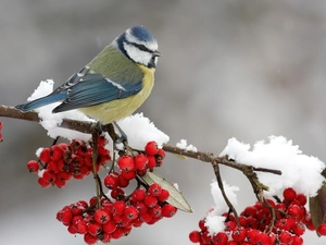 winter, tit, Plant, snow