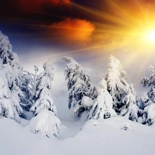 snow, winter, sun, Spruces, rays