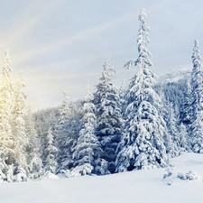 Spruces, rays of the Sun, Snowy