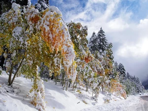winter, trees, viewes, Snowy