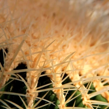 Cactus, Spikes