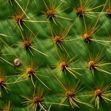 Cactus, Spikes