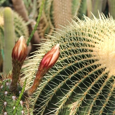 Spikes, flourishing, Cactus