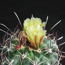 Cactus, Flowers, Spikes, Yellow