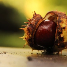 Spikes, chestnut, fruit