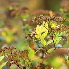 Bush, Spiraea