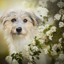 dog, Twigs, Spiraea, Flowers