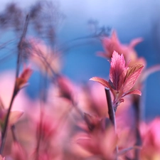 Spiraea, Red, Leaf