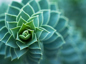 Cactus, spiral