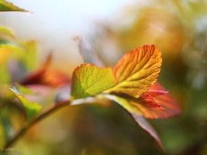 Japanese Spirea, Red, Leaf, Bush