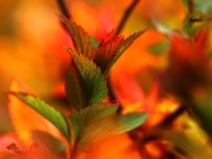 Japanese Spirea, Red, Leaf, Bush