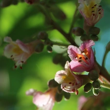 Spring, chestnut, Flowers