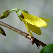 forsythia, Spring