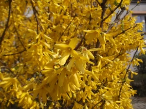 Spring, Golden, herald