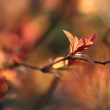 Spring, Red, Leaf