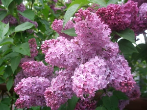 Spring, Flowers, lilac