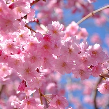 Pink, apple, Spring, Flowers