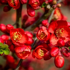 Spring, Flowers, quinces