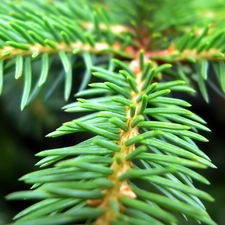 spruce, needle, stalk