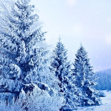 Spruces, forest, Snowy