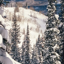 Snowy, Mountains, Spruces, slopes