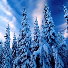 Snowy, Spruces