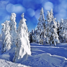 winter, Snowy, Spruces, forest