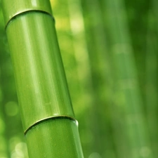 bamboo, stalk