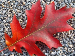 Stones, leaf, oak