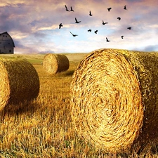 straw, clouds, Field