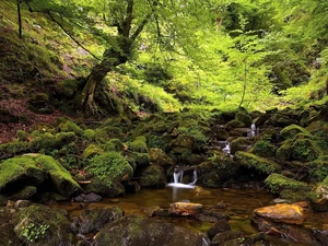 stream, forest, mossy, boulders, flash, luminosity, ligh, sun, Przebijające