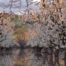 Submersion, orchard, peach