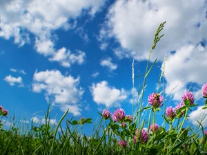 Sky, summer, Insect, clouds, trefoil