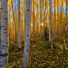 Leaf, forest, sun, autumn, rays, birch