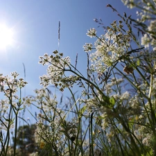 Blossoming, Sky, sun, grass