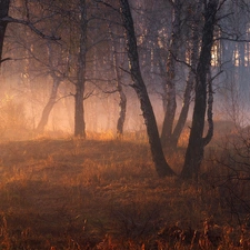 sun, trees, birch, luminosity, Fog, forest, viewes, sunny, flash, ligh