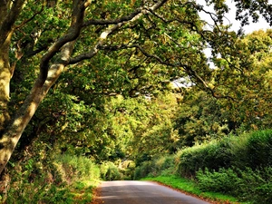 viewes, Przebijające, luminosity, ligh, flash, trees, Way, sun