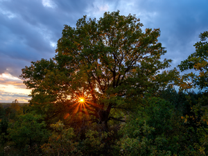 rays of the Sun, trees, oak