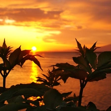 Plants, west, sun, sea