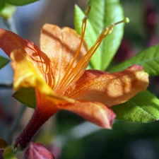 ligh, rhododendron, flash, rods, Colourfull Flowers, sun, luminosity