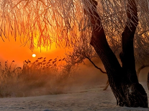 west, willow, winter, sun