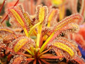 sundew, Close